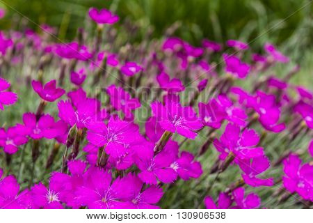 Dianthus Gratianopolitanus Vill..