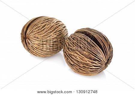 Suicide tree seed Pong pong seed or OthalangaCerbera oddloam's seed on white background