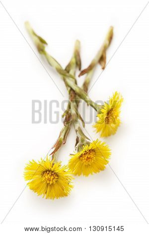 Fresh Spring Flowers Foalfoots
