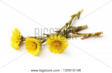 Fresh Spring Flowers Foalfoots