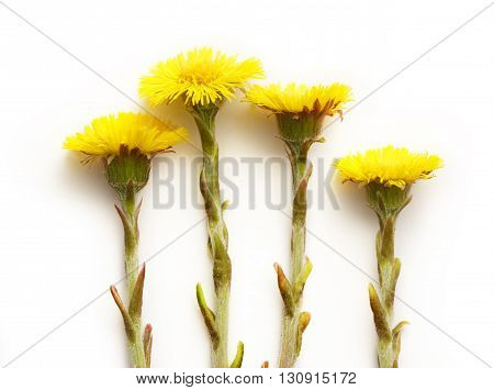 Fresh Spring Flowers Foalfoots