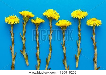 Fresh Spring Flowers Foalfoots