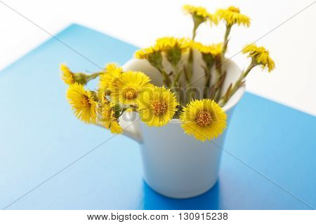 Fresh Spring Flowers Foalfoots