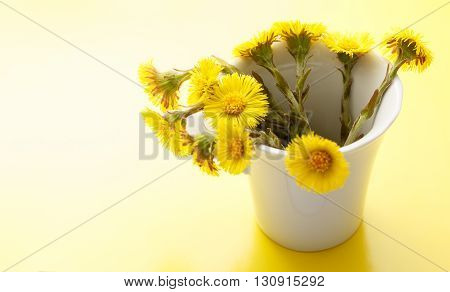 Fresh Spring Flowers Foalfoots
