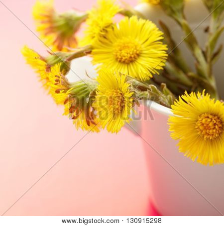 Fresh Spring Flowers Foalfoots