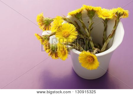 Fresh Spring Flowers Foalfoots
