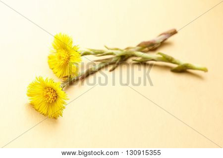 Fresh Spring Flowers Foalfoots