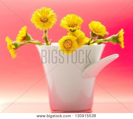 Fresh Spring Flowers Foalfoots