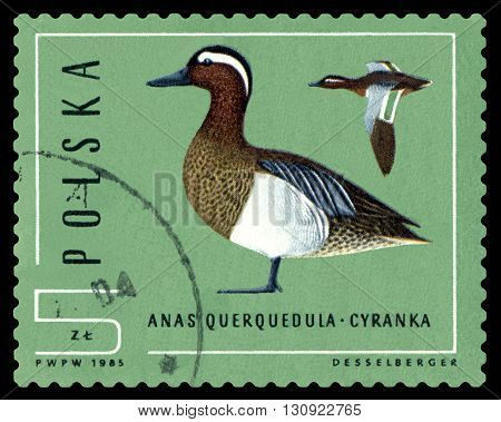 STAVROPOL RUSSIA - APRIL 30 2016: A Stamp sheet printed in Poland shows birds Anas Grecca Ducks circa 1985