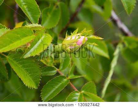 Wild rose flower Rose hips bud. Bud blooming rose hips