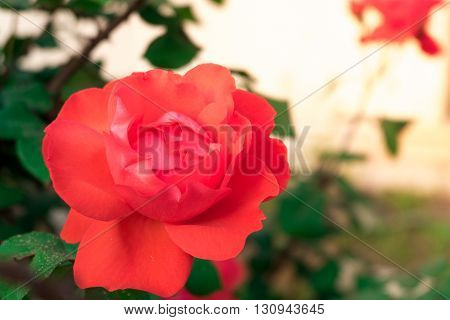 A Red rose on a rose tree