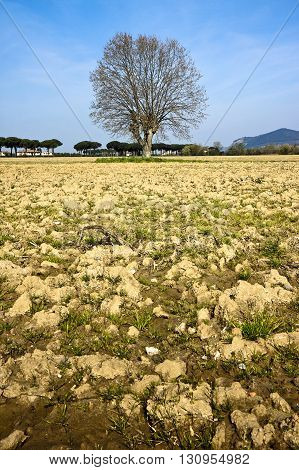 Isolated plane tree in a plowed field - (Tuscany countryside - Italy)