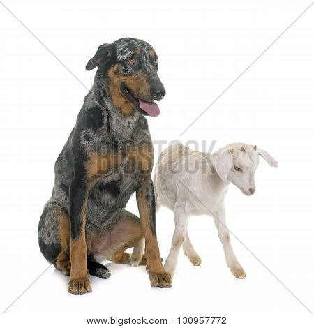 female harlequin beauceron and kid in front of white background