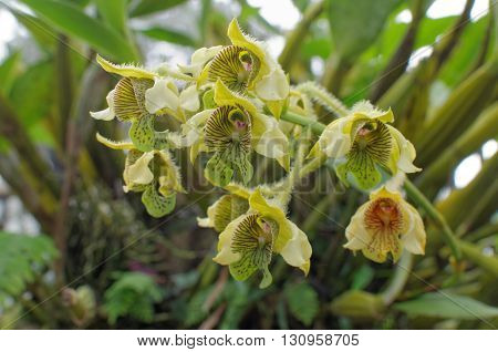 dendrobilim macrophyllum also known as pastor's orchid