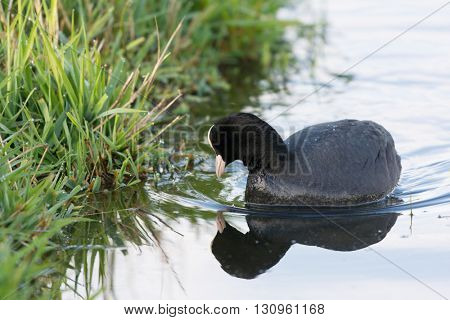 Eurasian coot swimming in water
