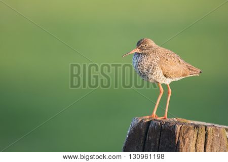 Common Redshank on pole in sunrise