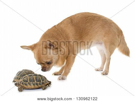 Testudo hermanni tortoise and chihuahua on a white isolated background