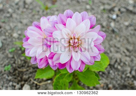 Purple Flower Of An Aster In Spring