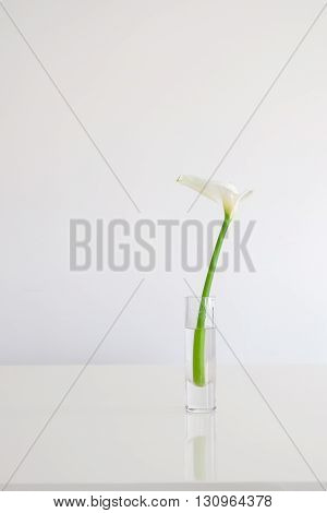 A White lily on a white table
