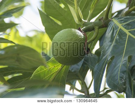 Breadfruit hangs on a tree in Falmouth Jamacia in the Carribean