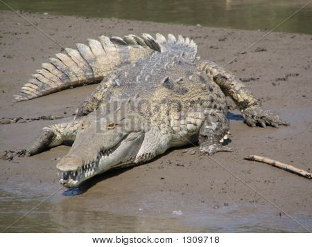 Cocodrilo