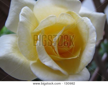 Immagine ravvicinata di una rosa