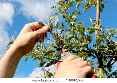 mechanical removal of apple leaves infected and damaged by fungus disease powdery mildew