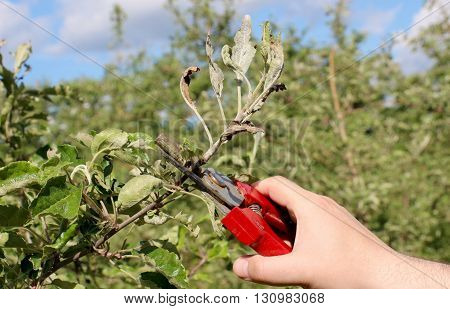 mechanical removal of apple leaves infected and damaged by fungus disease powdery mildew