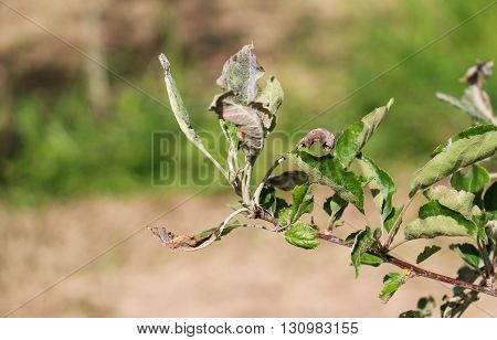 apple leaves infected and damaged by fungus disease powdery mildew