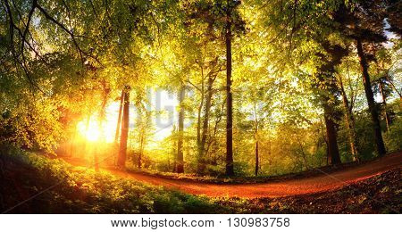 Fisheye landscape shot of a footpath in the forest at sunset with the foliage shining gold in the warm sunlight