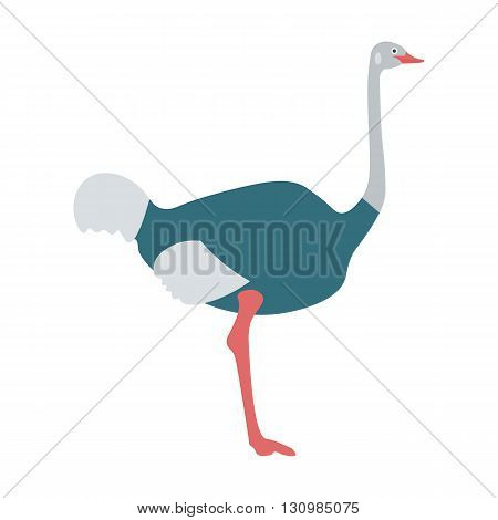 Ostrich bird flat vector illustration. Ostrich australia bird isolated on white background
