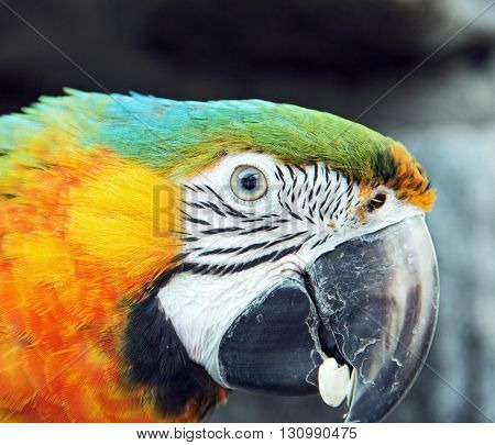 Portrait of a colorful macaw parrot bird