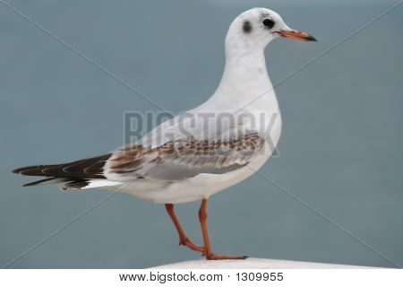Racek