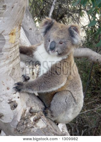 Cutekoala2