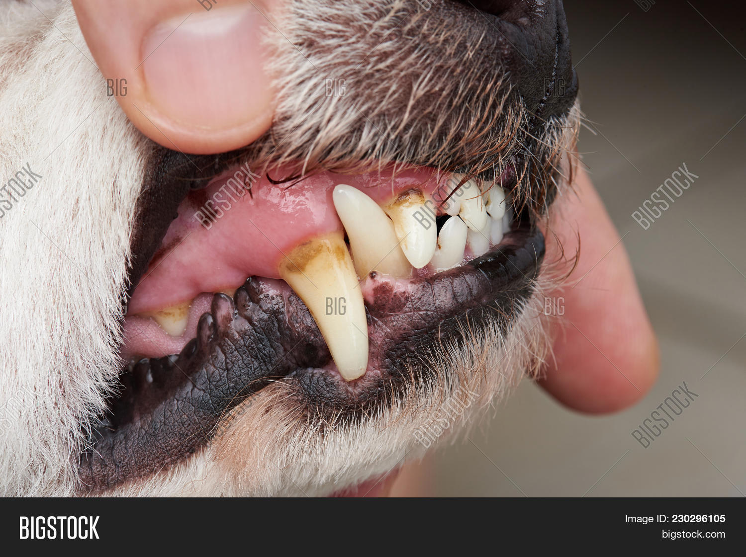 Cavity On Dog Teeth Image & Photo (Free Trial) Bigstock