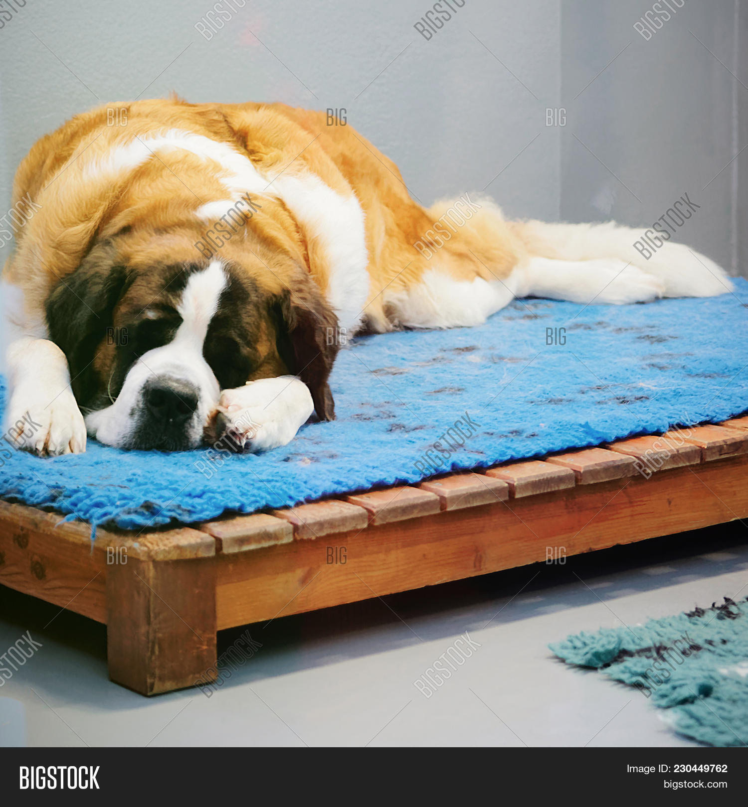 How Long Do Saint Bernards Sleep Per Day