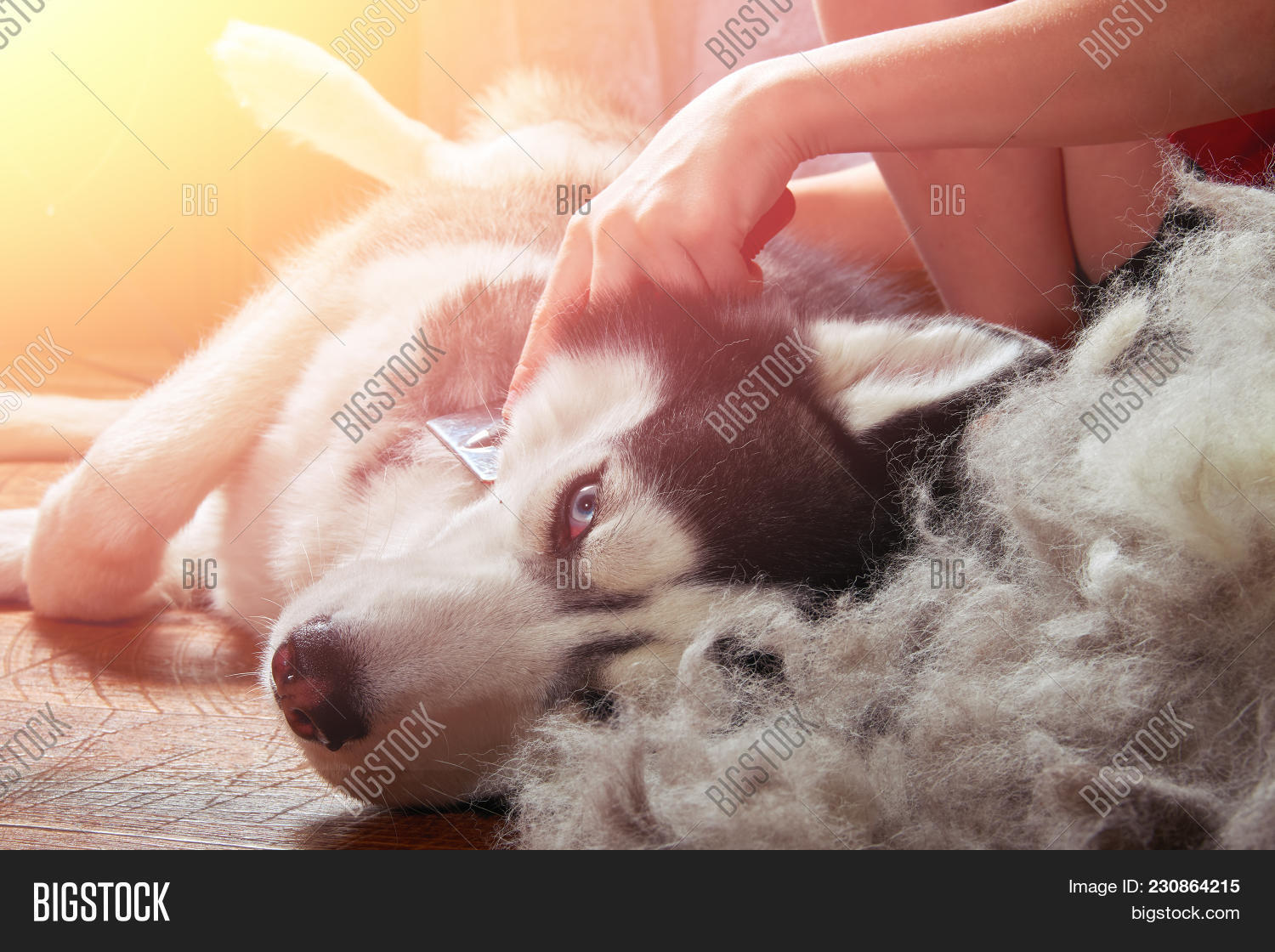 Concept Moulting Dogs Image & Photo (Free Trial) Bigstock
