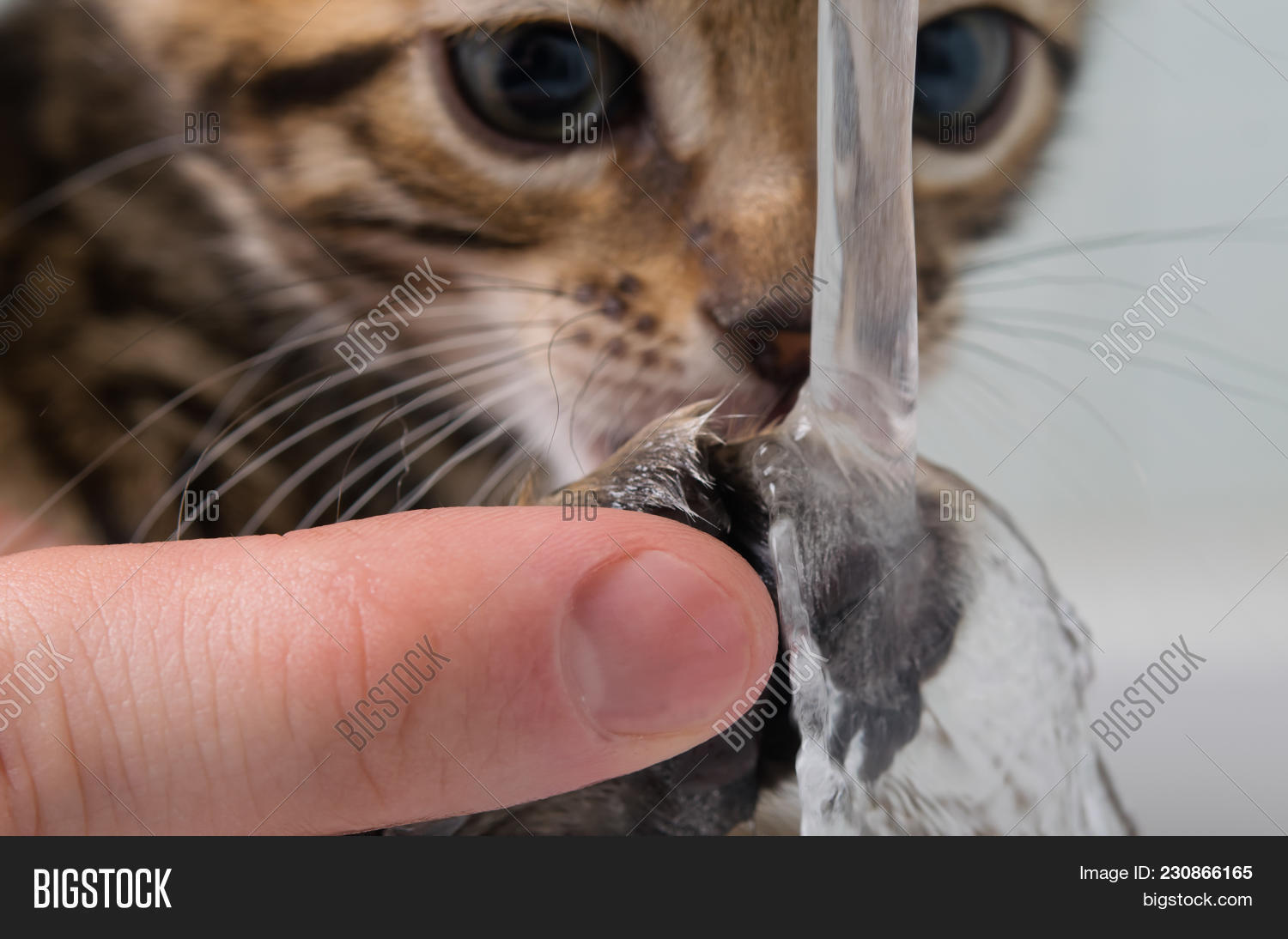 Washing Paws Cat After Image & Photo (Free Trial) Bigstock