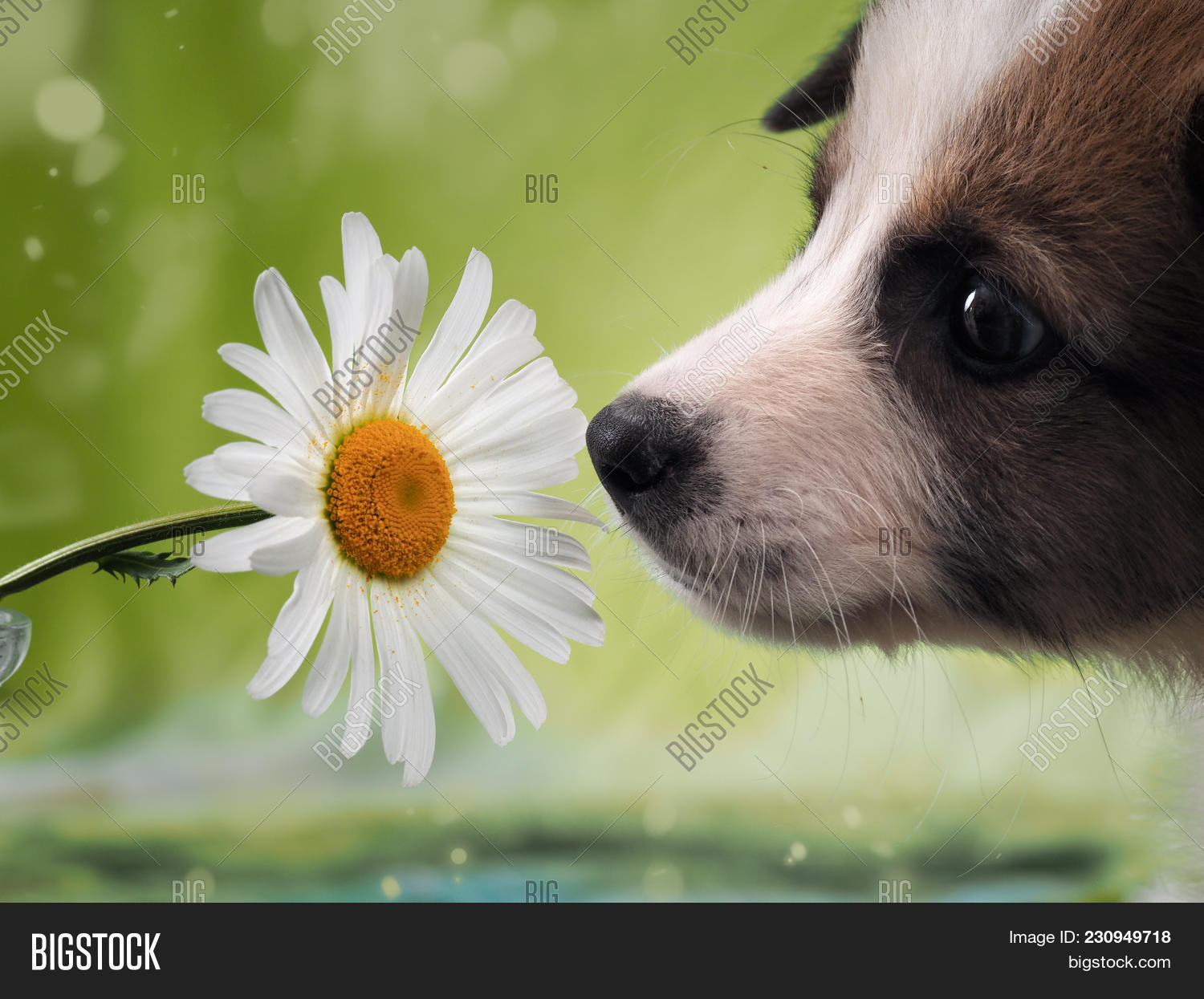 Dog Smelling Flower. Image & Photo (Free Trial) Bigstock