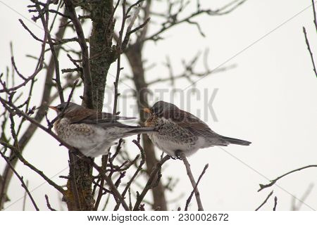 Bird Thrush Sitting On The Branches Of The Kalin Tree In The Early Spring Migration Of Birds Thrush 