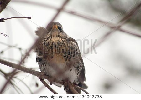 Bird Thrush Sitting On The Branches Of The Kalin Tree In The Early Spring Migration Of Birds Thrush 