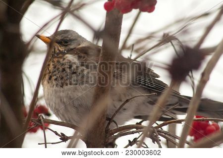 Bird Thrush Sitting On The Branches Of The Kalin Tree In The Early Spring Migration Of Birds Thrush 