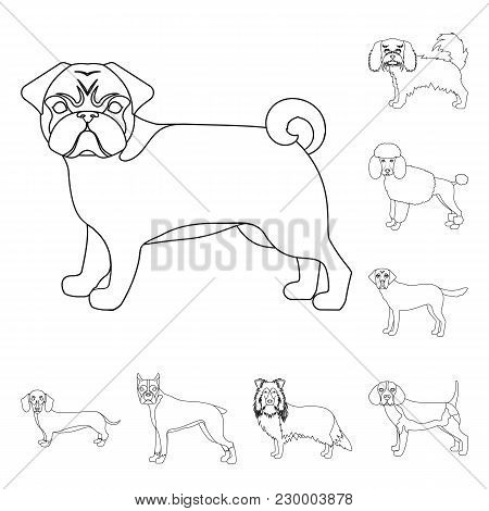 Dog Breeds Outline Icons In Set Collection For Design.dog Pet Vector Symbol Stock  Illustration.