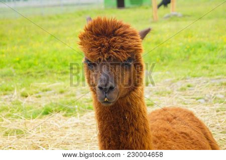Brown Alpaka Head Looking Aside In Summer Outdoors