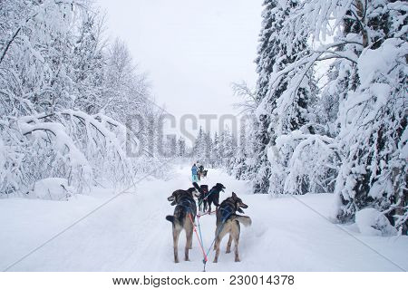 A Winter Activity In Rovaniemi, Finland - Husky Sledding/husky Safari.