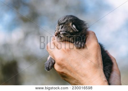 Newborn kitten in hands outdors. Animal photography