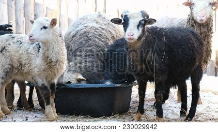 Shy Black And White Sheep Drink From The Trough In Winter On The Farm, Run Away From Fear, 4k