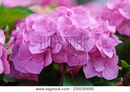 Blossom Of Pink Hydrangeas On Natural Background.