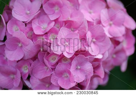 Blossom Of Pink Hydrangeas On Natural Background. Close Up.