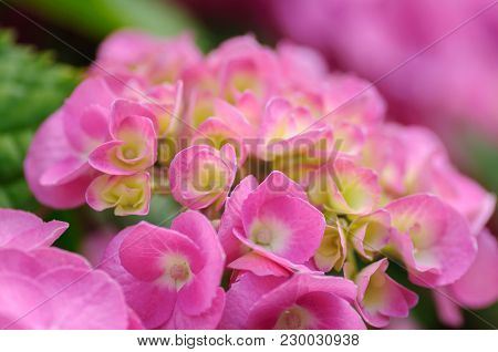 Blossom Of Pink With Yellow Green Center Hydrangeas On Natural Background. Close Up.